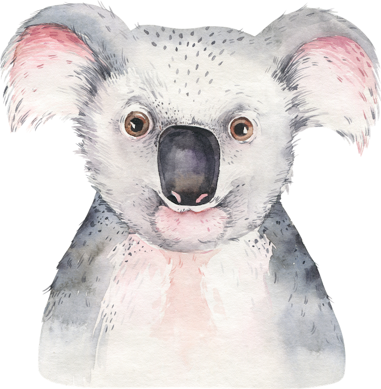 Aussie Koala Decal
